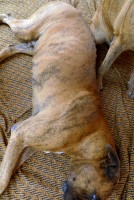 https://www.huberhuber.com/files/gimgs/th-208_208_hunde1.jpg