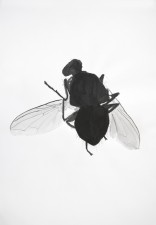 https://www.huberhuber.com/files/gimgs/th-29_29_lebensraum-atelierkleine-fliege.jpg